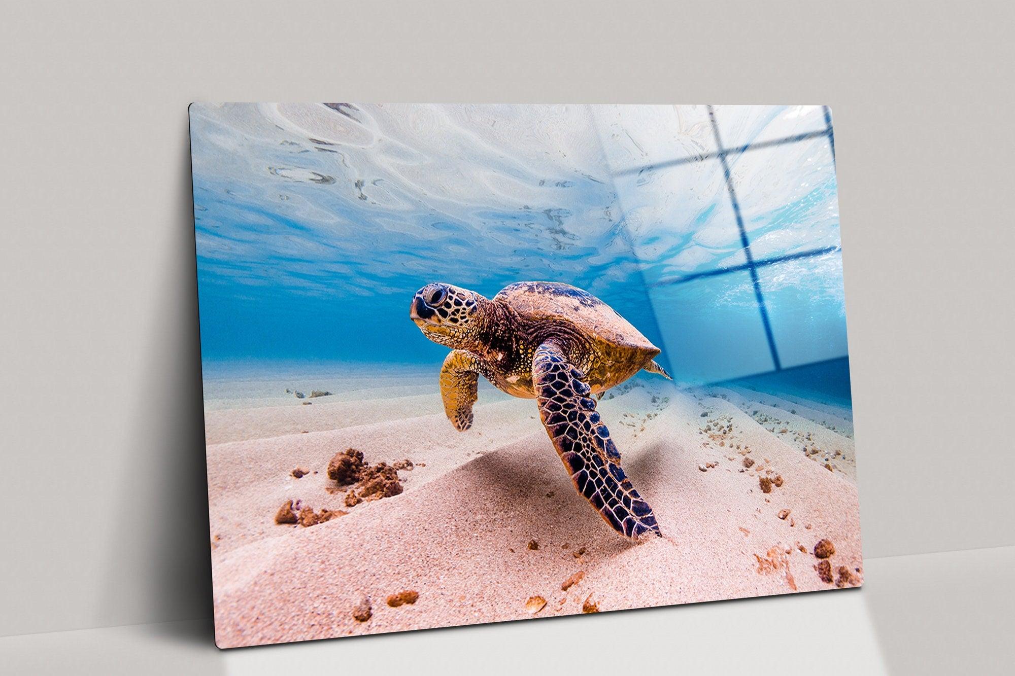 Sea Turtle Glass Printing Wall Art