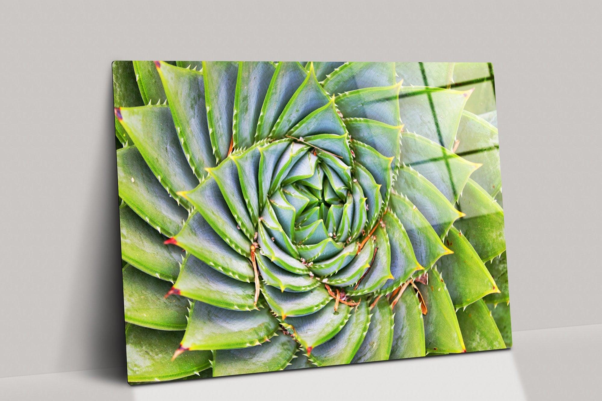 Closeup Photograph of Cactus Succulent Plant Floral & Botanical Nature Photo Wrapped Canvas Print Wall Art Office Decor Home Decoration