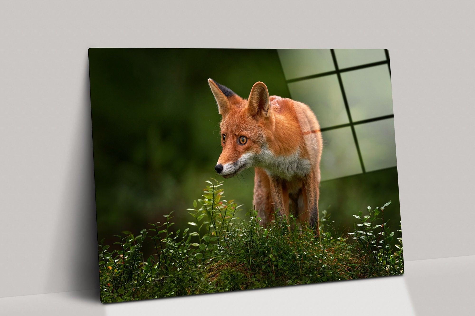 Cute Fox Art Prints on Canvas, Fox Pictures of Home Decor, Fox Print Canvas Sets, Fox Large Framed Print Canvas, Fox Pictures glass Wall Art