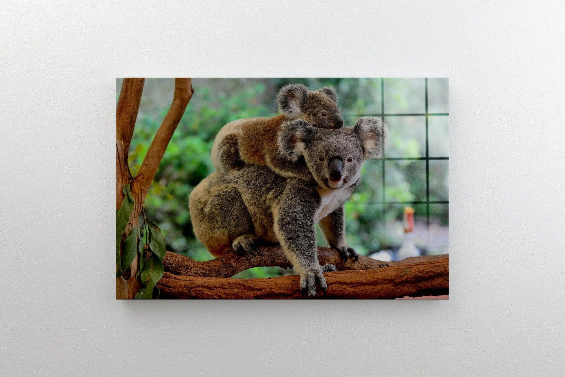 Wall Art Print, Wild koala