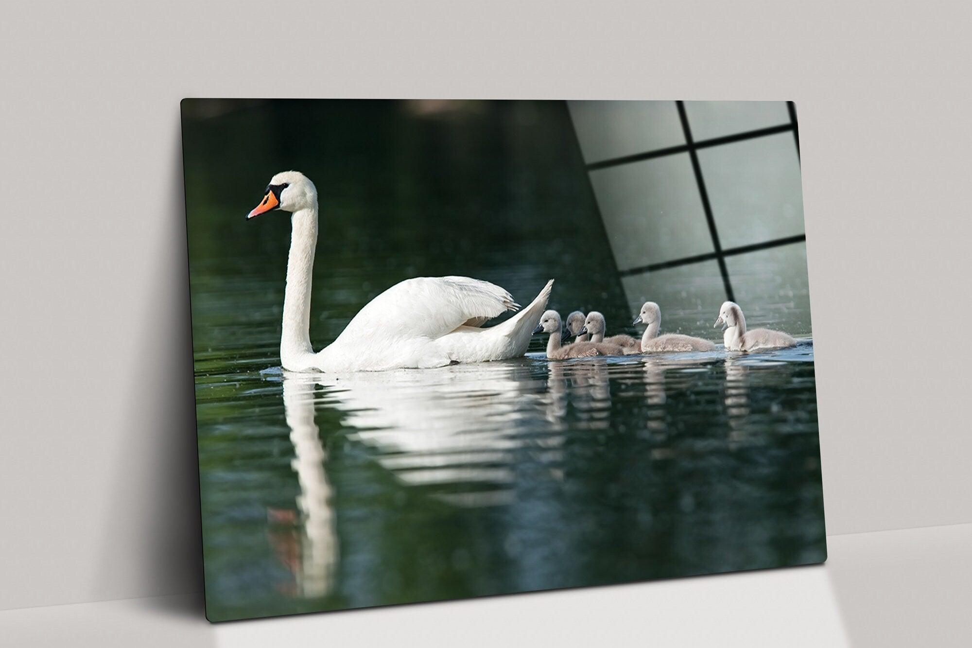 Swans on the Lake Print on glass| Floating Frame Option, family glass wall art, Swan Poster, Swan Print,  Swan canvas wall art, animal glass